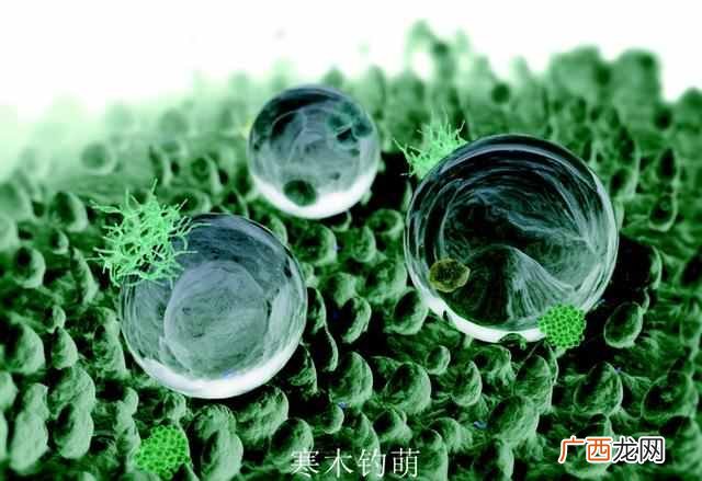 荷叶为什么不沾水？水上漂又是怎么回事？