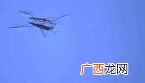 荷叶为什么不沾水？水上漂又是怎么回事？