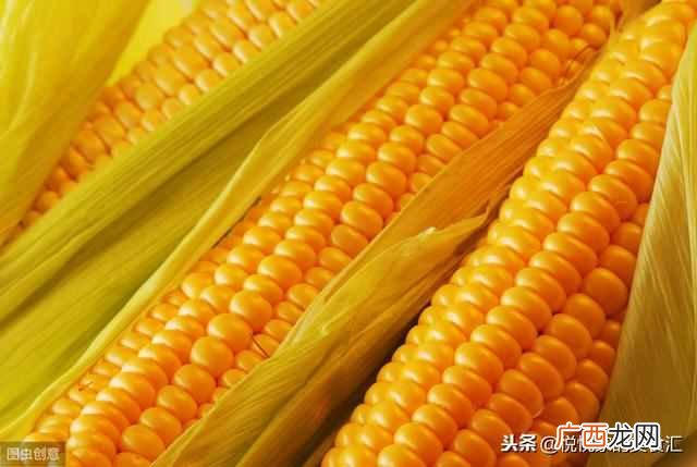 新鲜玉米棒的营养吃法及冰冻保存方法？