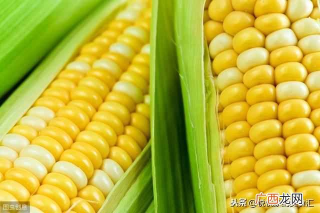 新鲜玉米棒的营养吃法及冰冻保存方法？