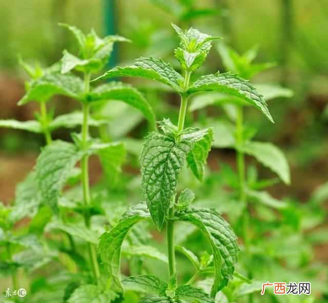 薄荷叶怎么吃？薄荷叶的功效及禁忌！