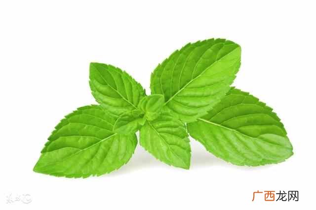 薄荷叶怎么吃？薄荷叶的功效及禁忌！