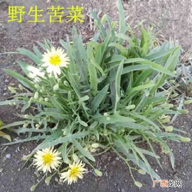 苦菜茶的制作方法？农村田地里的苦菜还可以制茶？