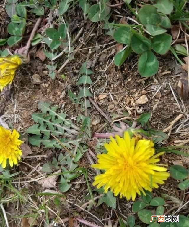 苦菜茶的制作方法？农村田地里的苦菜还可以制茶？
