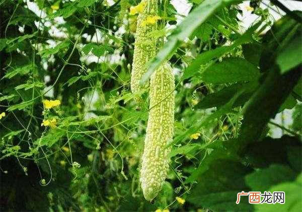 自制苦瓜干及苦瓜干的贮存方法？
