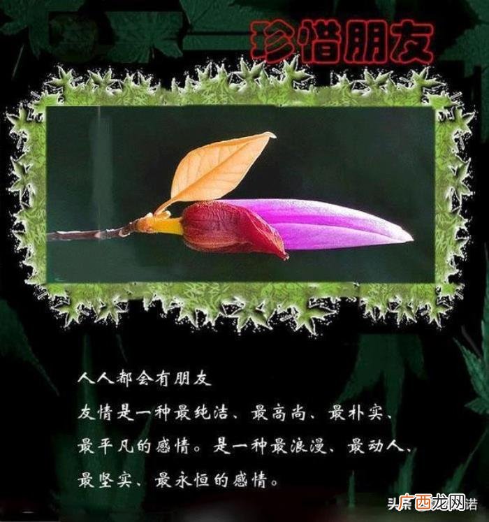 藏头顺口溜丨珍惜友情 珍惜的图片