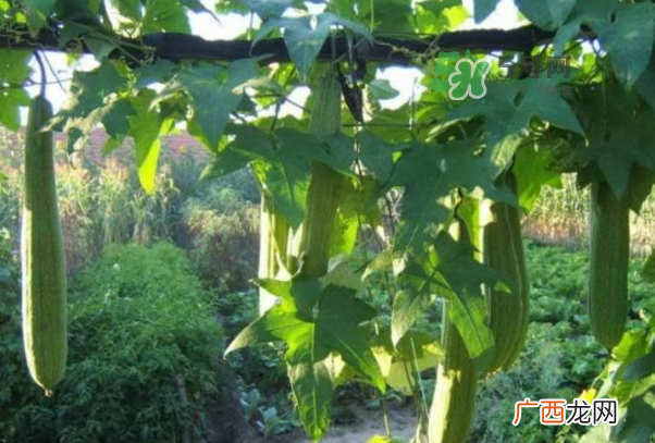 丝瓜水怎么提取？丝瓜水和黄瓜水哪个更好？