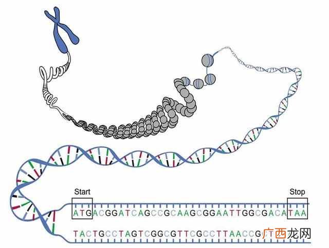 人为什么会死??听完科学家的答案恍然大悟