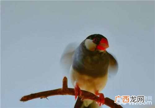 鸟蛋为什么会孵出小鸟?？详解鸟儿在蛋内孵化全过程