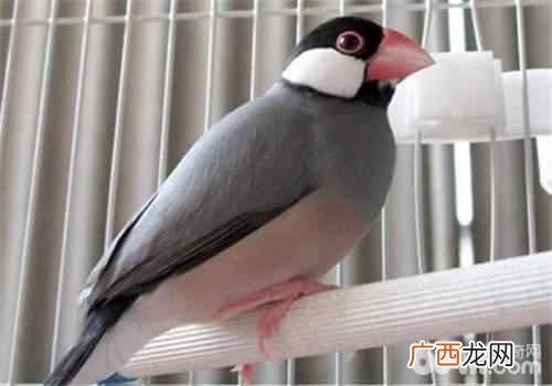 鸟蛋为什么会孵出小鸟?？详解鸟儿在蛋内孵化全过程