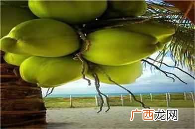 如何简单有效利用椰子?椰子有哪些被忽略的价值?