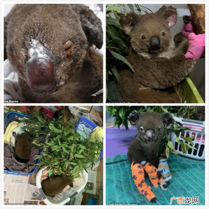 澳洲考拉生命最后一刻照片公开 带有眼泪的照片
