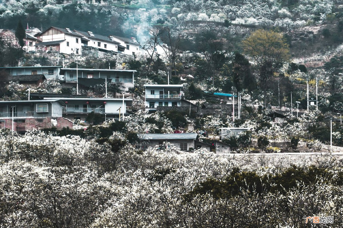 地点+花期+路线 2022巫山曲尺李花观赏攻略