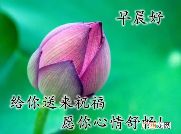 爱意的问候早上好，清早很美的早上好问候语图片大全