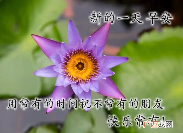 爱意的问候早上好，清早很美的早上好问候语图片大全
