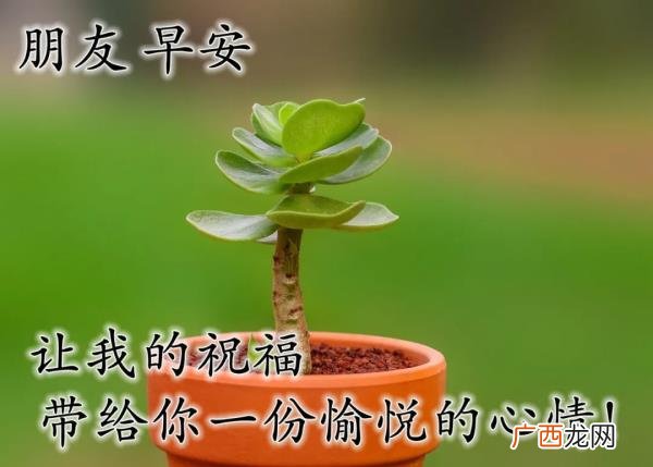 爱意的问候早上好，清早很美的早上好问候语图片大全