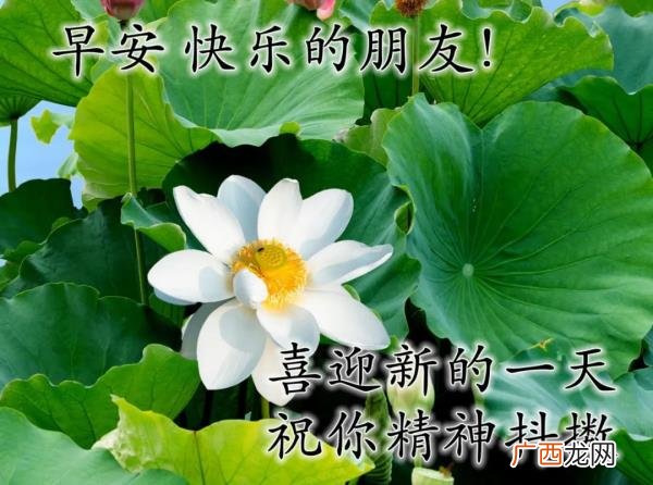 爱意的问候早上好，清早很美的早上好问候语图片大全