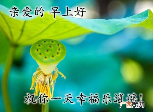 爱意的问候早上好，清早很美的早上好问候语图片大全