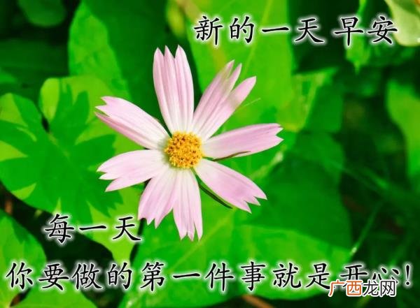 爱意的问候早上好，清早很美的早上好问候语图片大全