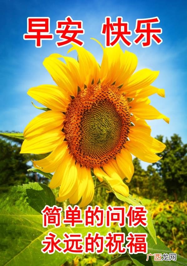 爱意的问候早上好，清早很美的早上好问候语图片大全