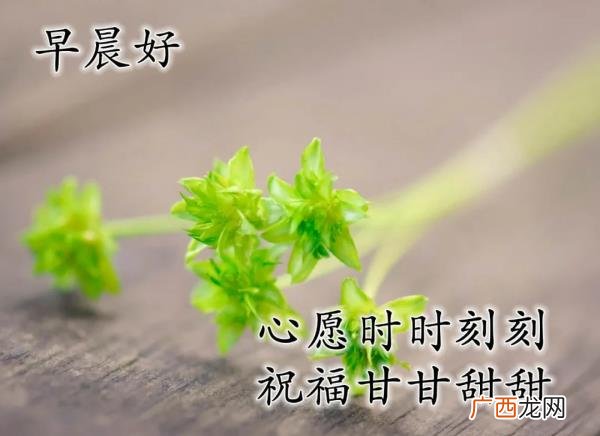 爱意的问候早上好，清早很美的早上好问候语图片大全