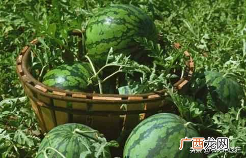 西瓜花纹怎么辨别生熟？西瓜生熟的纹路怎么看？