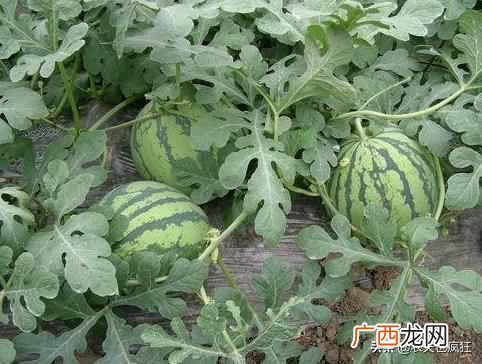 西瓜花纹怎么辨别生熟？西瓜生熟的纹路怎么看？