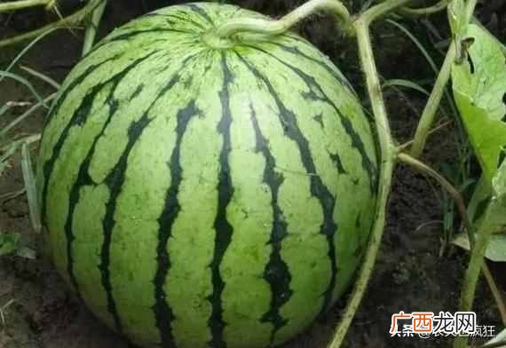 西瓜花纹怎么辨别生熟？西瓜生熟的纹路怎么看？