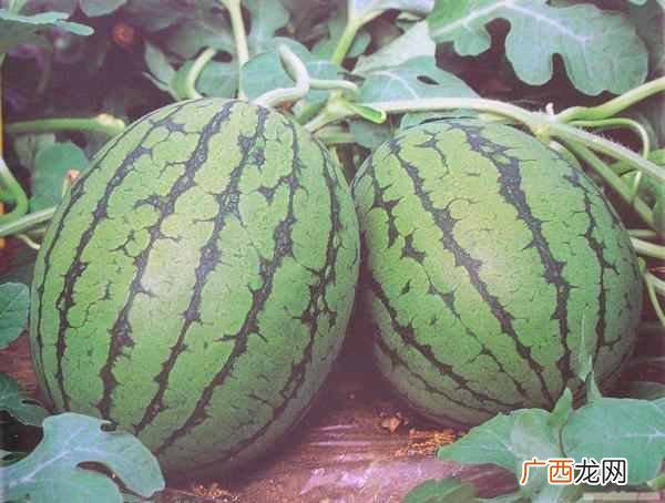 如何挑选西瓜生熟窍门？教你四个技巧轻松分辨
