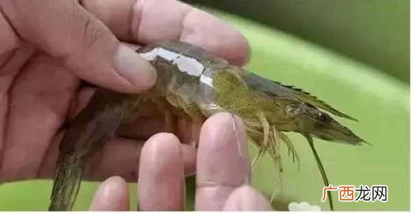 怎么剔除虾线？？手把手教你最强去虾线方法！