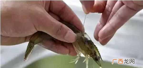 怎么剔除虾线？？手把手教你最强去虾线方法！