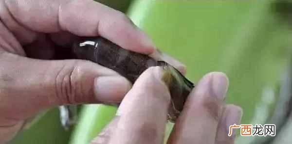怎么剔除虾线？？手把手教你最强去虾线方法！