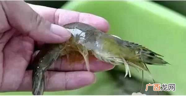 怎么剔除虾线？？手把手教你最强去虾线方法！