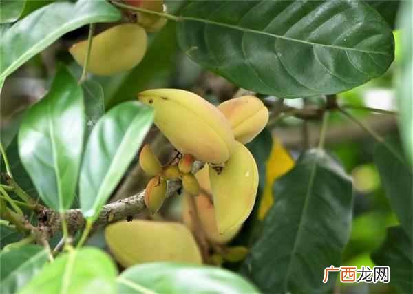 经常肚子胀气是怎么回事？不妨试试这5个小妙招