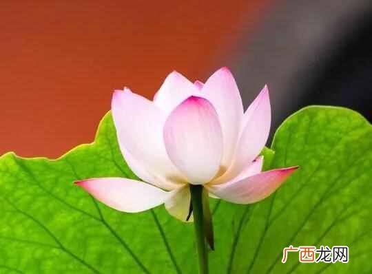 三伏天是不是最热的?是从什么时候开始的?“三伏”又是怎么算的呢