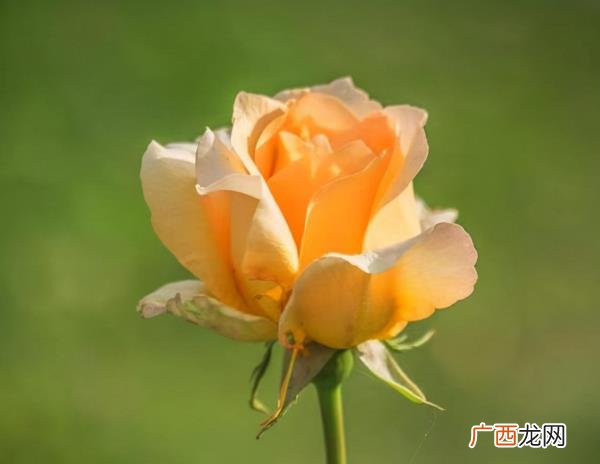 暧昧断联后男生又回头联系你，暧昧到断联
