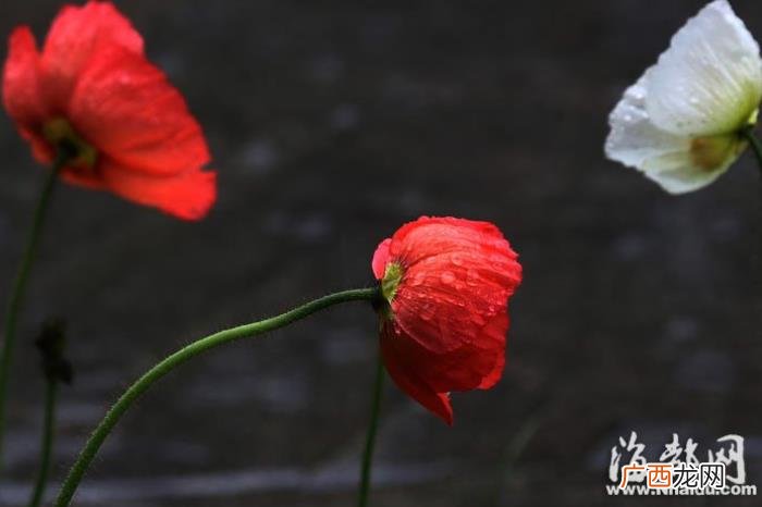 送花情话最暖心短句，七夕表白情话短句爱的表白语