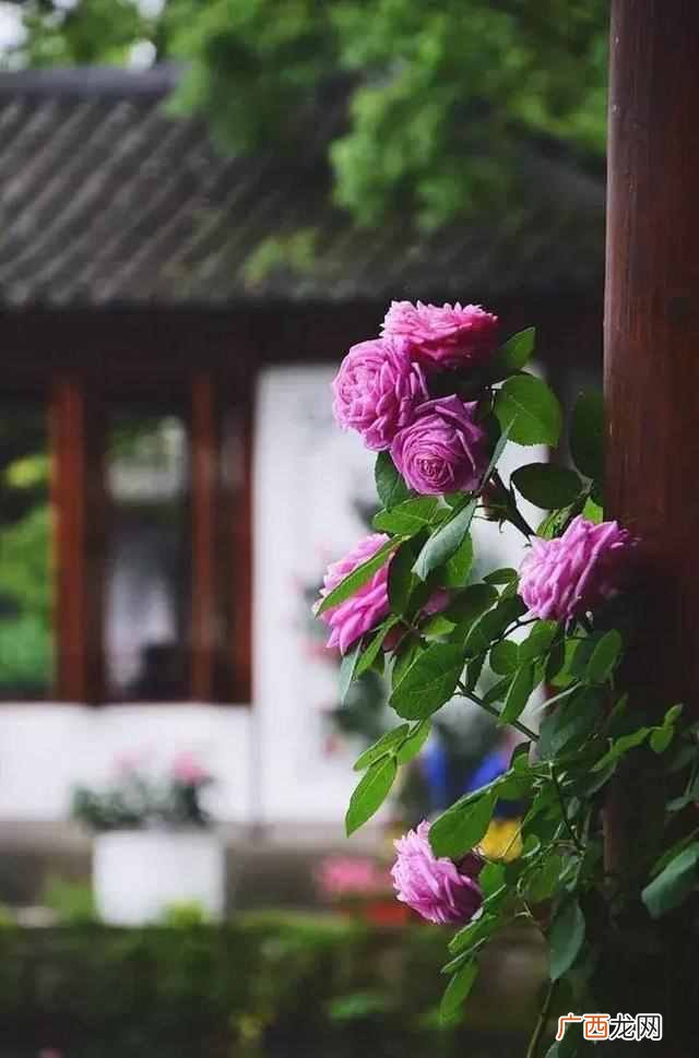 落花有意流水无情什么意思？上句才是精华，却很少有人知