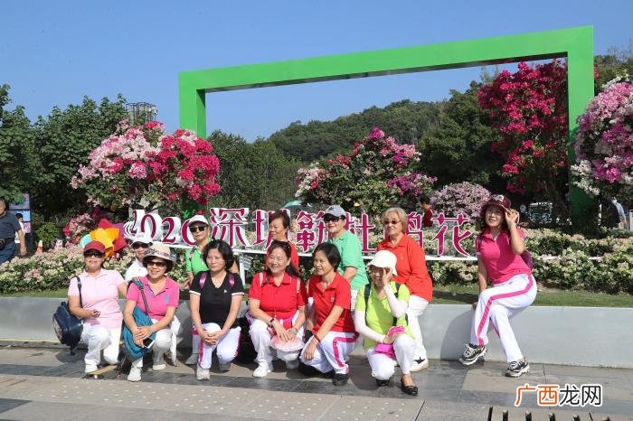 莲花山花海，深圳莲花山公园簕杜鹃花海开启刷屏模式