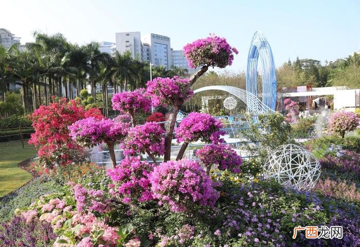 莲花山花海，深圳莲花山公园簕杜鹃花海开启刷屏模式