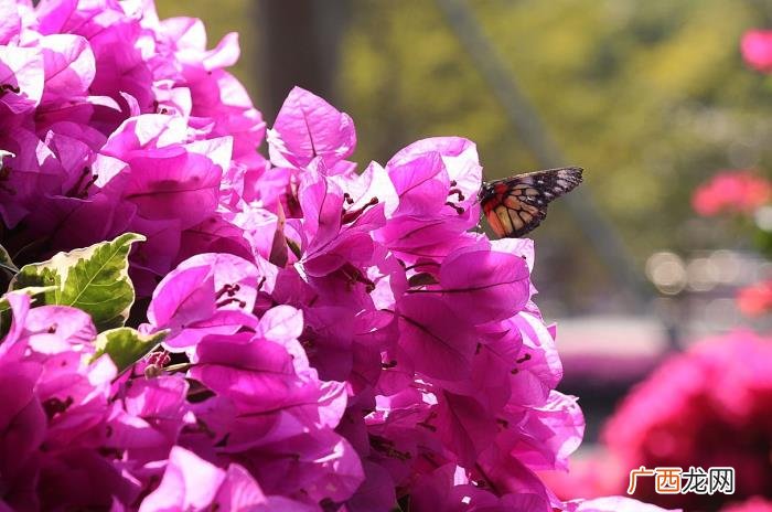 莲花山花海，深圳莲花山公园簕杜鹃花海开启刷屏模式
