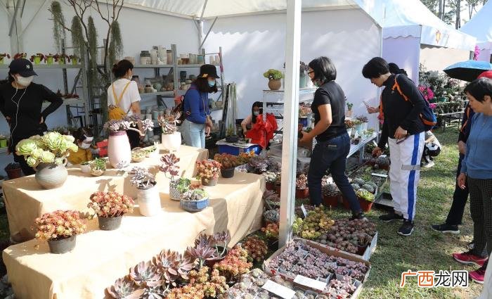 莲花山花海，深圳莲花山公园簕杜鹃花海开启刷屏模式
