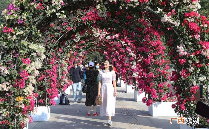 莲花山花海，深圳莲花山公园簕杜鹃花海开启刷屏模式