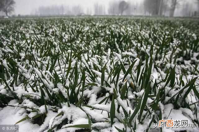 瑞雪兆丰年什么意思？“瑞雪兆丰年”到底有什么科学依据呢？