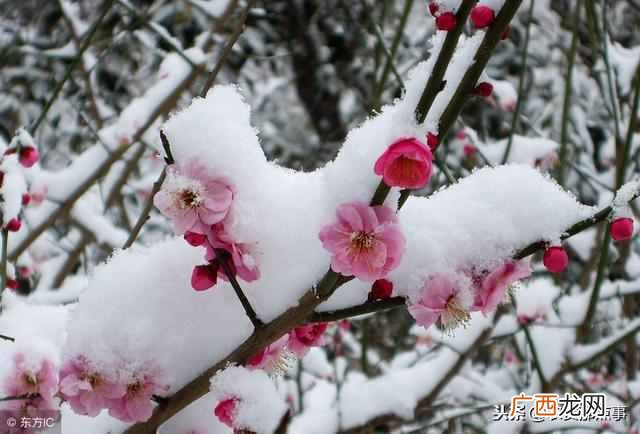 瑞雪兆丰年什么意思？“瑞雪兆丰年”到底有什么科学依据呢？