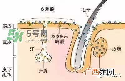 外油内干的皮肤怎么护理 先补水还是先控油