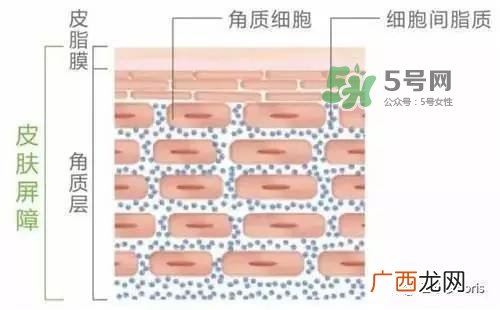 外油内干的皮肤怎么护理 先补水还是先控油