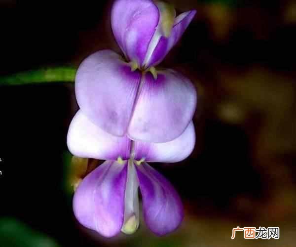 豆蔻年华的意思?豆蔻年华是指多少岁 豆蔻年华优美句子