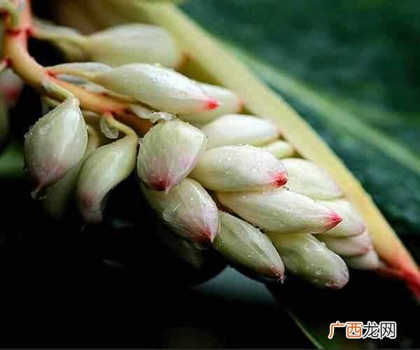 豆蔻年华的意思?豆蔻年华是指多少岁 豆蔻年华优美句子