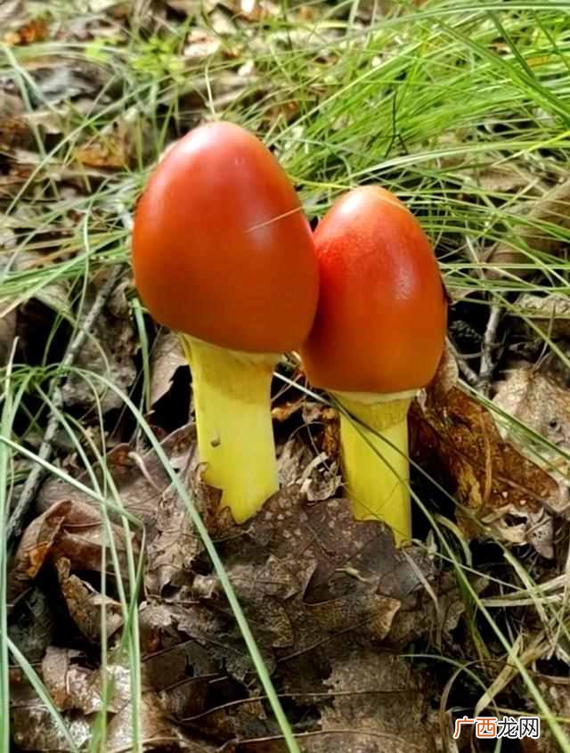 蘑菇是什么颜色？颜色鲜艳的蘑菇就是有毒的吗？